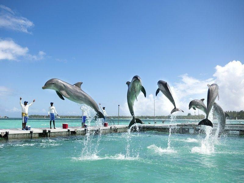 Swim with dolphins